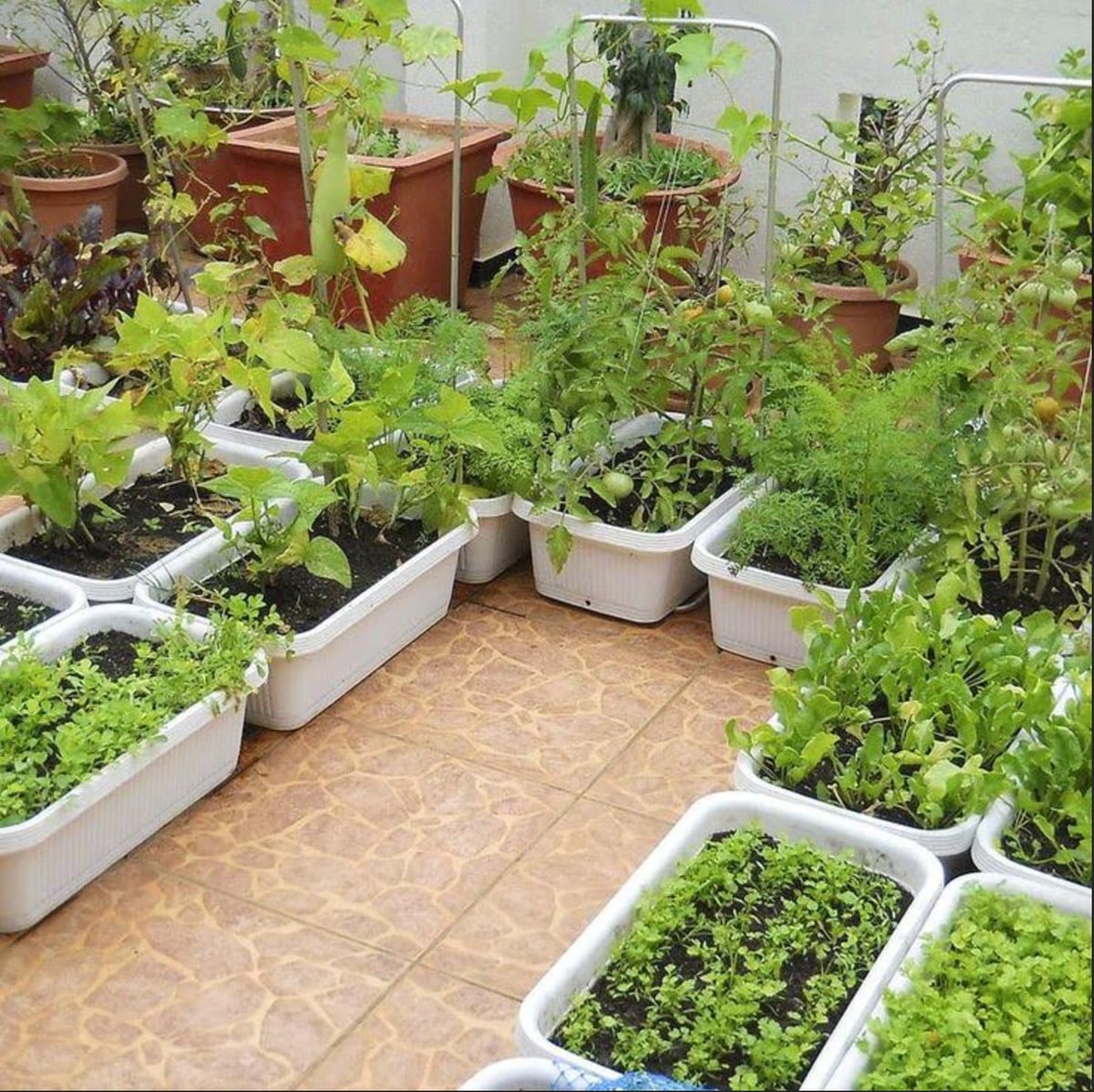 Kitchen Vegetable Garden